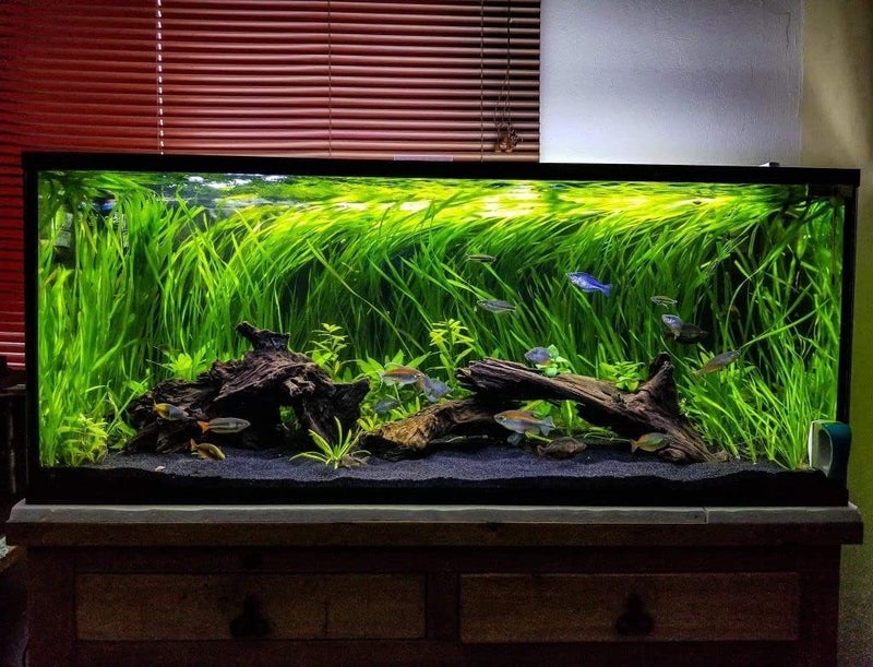 Azil Natural Driftwood 10'' - 15'' Perfect Aquarium Decoration! Ideal for Fish Tanks, Freshwater Aquariums, terrariums, aquascaping, hardscaping,Aquatic Plants. - Image 3