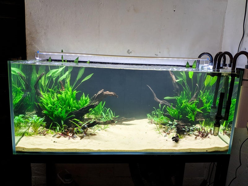 Azil Natural Driftwood 10'' - 15'' Perfect Aquarium Decoration! Ideal for Fish Tanks, Freshwater Aquariums, terrariums, aquascaping, hardscaping,Aquatic Plants. - Image 2