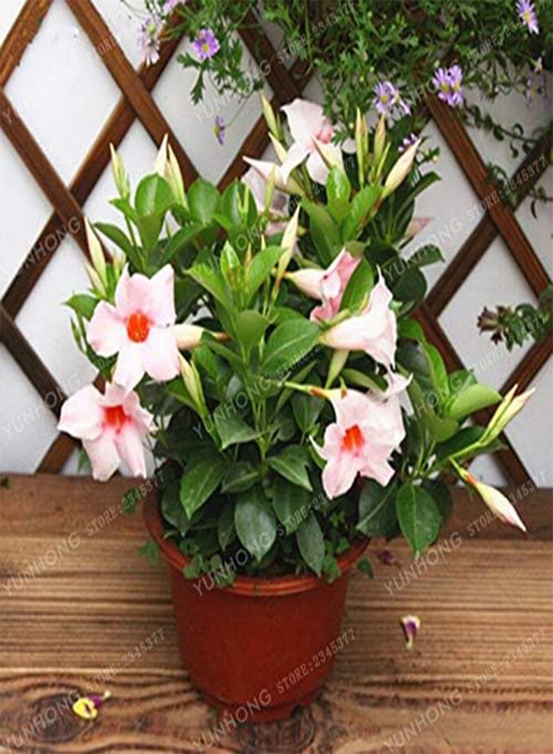 جي جوت 100 قطعة من بذور زهرة مانديفيلا سانديري الطازجة للزراعة مختلطة - Image 1