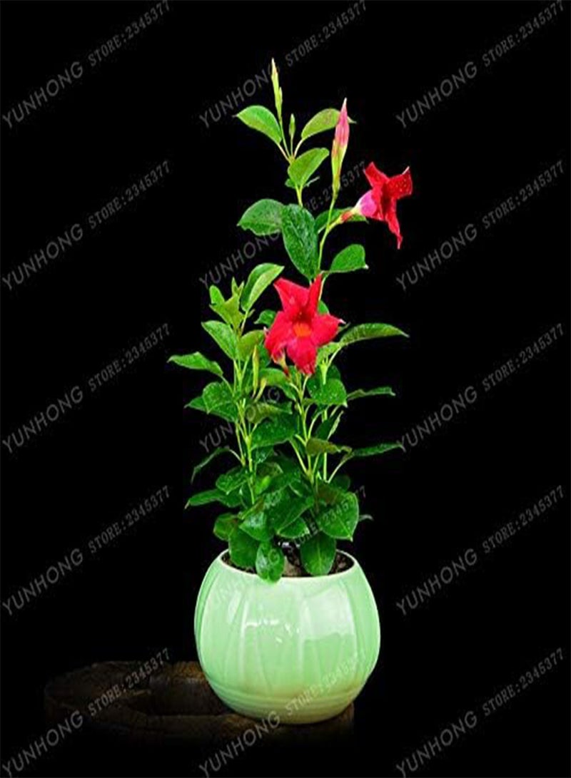 جي جوت 100 قطعة من بذور زهرة مانديفيلا سانديري الطازجة للزراعة مختلطة - Image 3