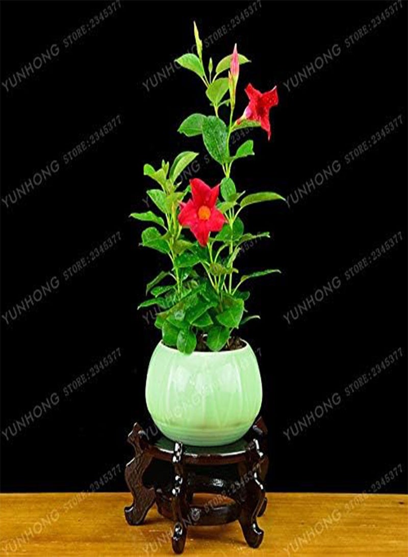 جي جوت 100 قطعة من بذور زهرة مانديفيلا سانديري الطازجة للزراعة مختلطة - Image 4