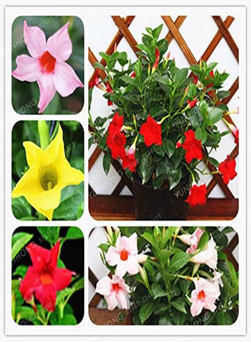 جي جوت 100 قطعة من بذور زهرة مانديفيلا سانديري الطازجة للزراعة مختلطة - Image 2