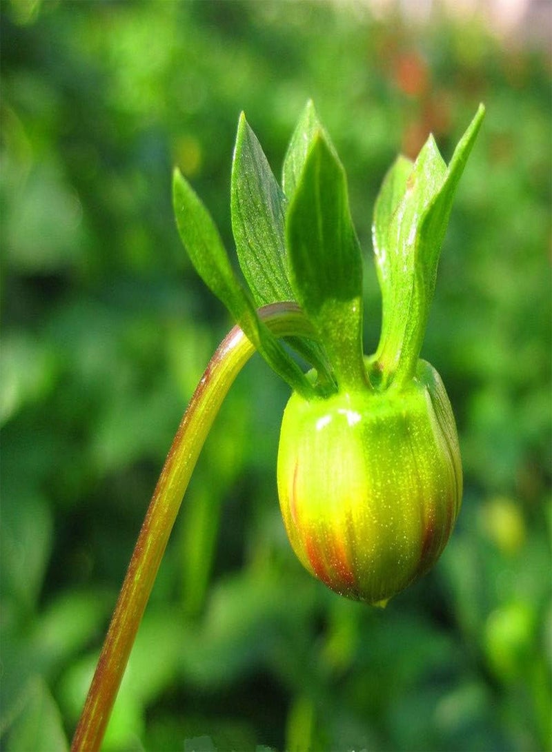 جي جوت طبق عشاء من قطعتين من بذور/درنات الداليا، نبات عنقودي يمكن إضافته إلى باقات الزهور للاستمتاع بها في الداخل نباتات معمرة كبيرة - Image 2
