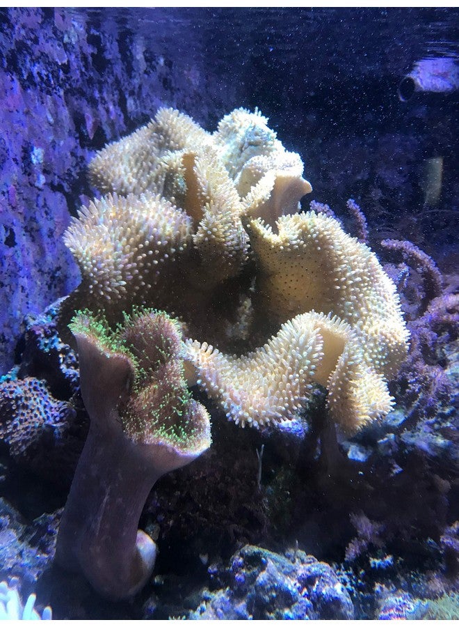 سي تشيم العوالق النباتية المرجانية، 500 مل / 16.9 أونصة سائلة. - Image 4