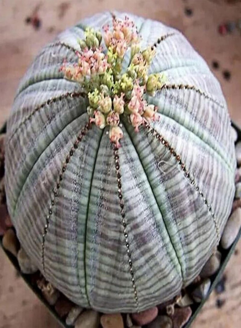 جي جوت بذور نباتات زهور الحديقة الخضراء 20 قطعة/كيس بذور نباتات حصاد جيد سريع النمو كاسيات البذور يوفوربيا أوبيسا بذور حديقة للحديقة 20 قطعة بذور - Image 1