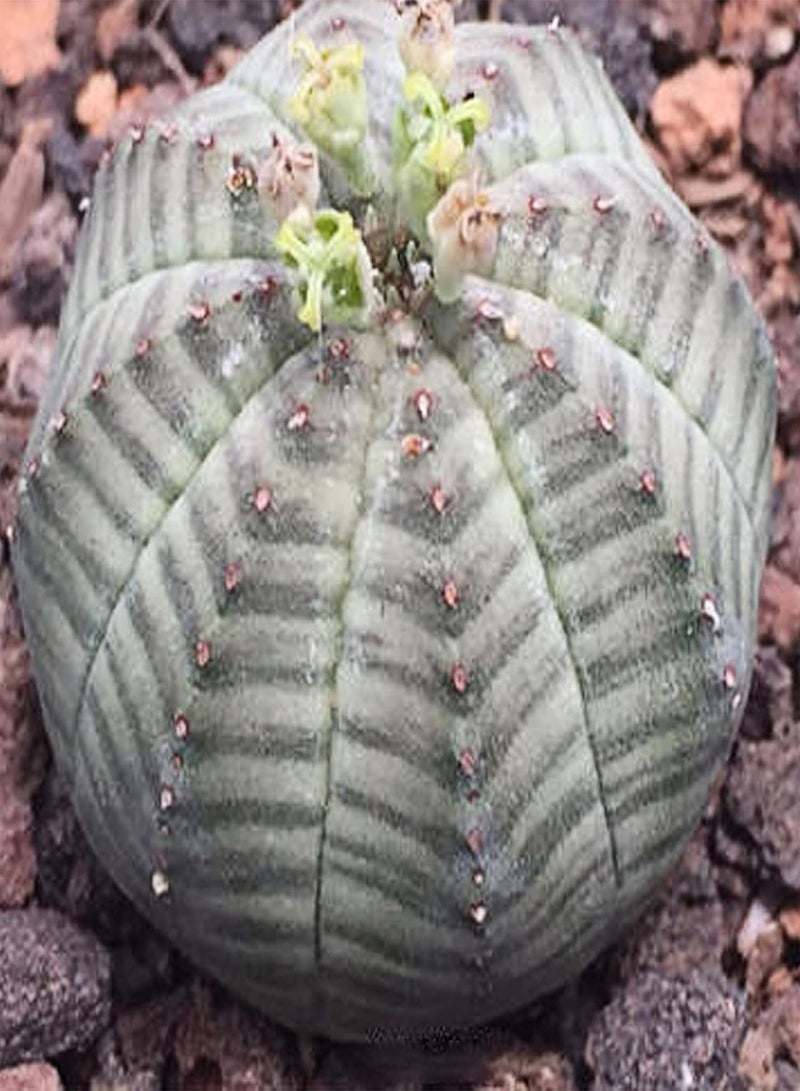 جي جوت بذور نباتات زهور الحديقة الخضراء 20 قطعة/كيس بذور نباتات حصاد جيد سريع النمو كاسيات البذور يوفوربيا أوبيسا بذور حديقة للحديقة 20 قطعة بذور - Image 4