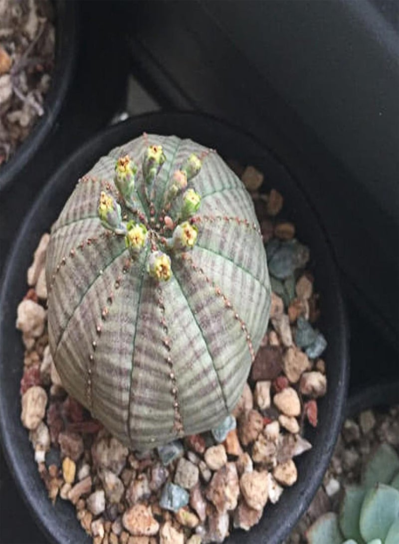 جي جوت بذور نباتات زهور الحديقة الخضراء 20 قطعة/كيس بذور نباتات حصاد جيد سريع النمو كاسيات البذور يوفوربيا أوبيسا بذور حديقة للحديقة 20 قطعة بذور - Image 5