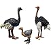 DOYIFUN 3 Pcs Realistic Ostrich Family Figurines Cake Topper Plastic Wildlife Ostrich Animal Toy Figures Collection Playset Birthdat Gift Educational Learning Props - Image 2