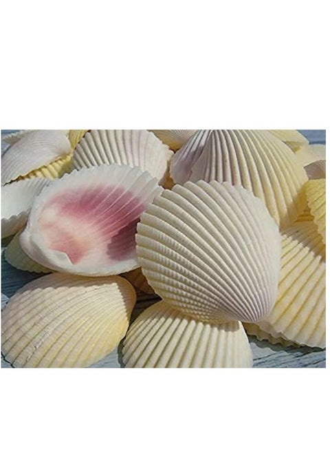Scallop Natural Seashell from Sea Beach for DIY Craft Decor