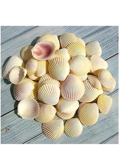 Generic صدف طبيعي من شاطئ البحر لديكور الأعمال اليدوية  - Image 4