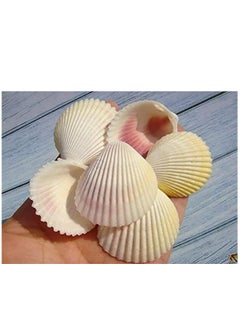 Generic صدف طبيعي من شاطئ البحر لديكور الأعمال اليدوية  - Image 2