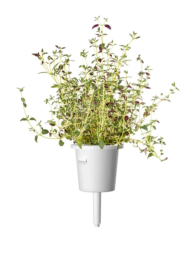 Click & Grow كليك اند جرو تايم عبوة إعادة تعبئة 3 قطع