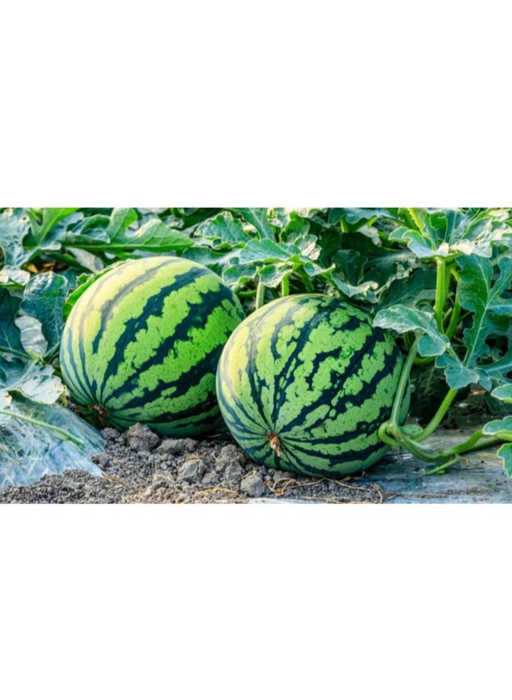 ڤسيل24 جوسي جاردن ديلايت، بذور البطيخ الفاخرة لحصاد الصيف الحلو، 3 عبوات - Image 1