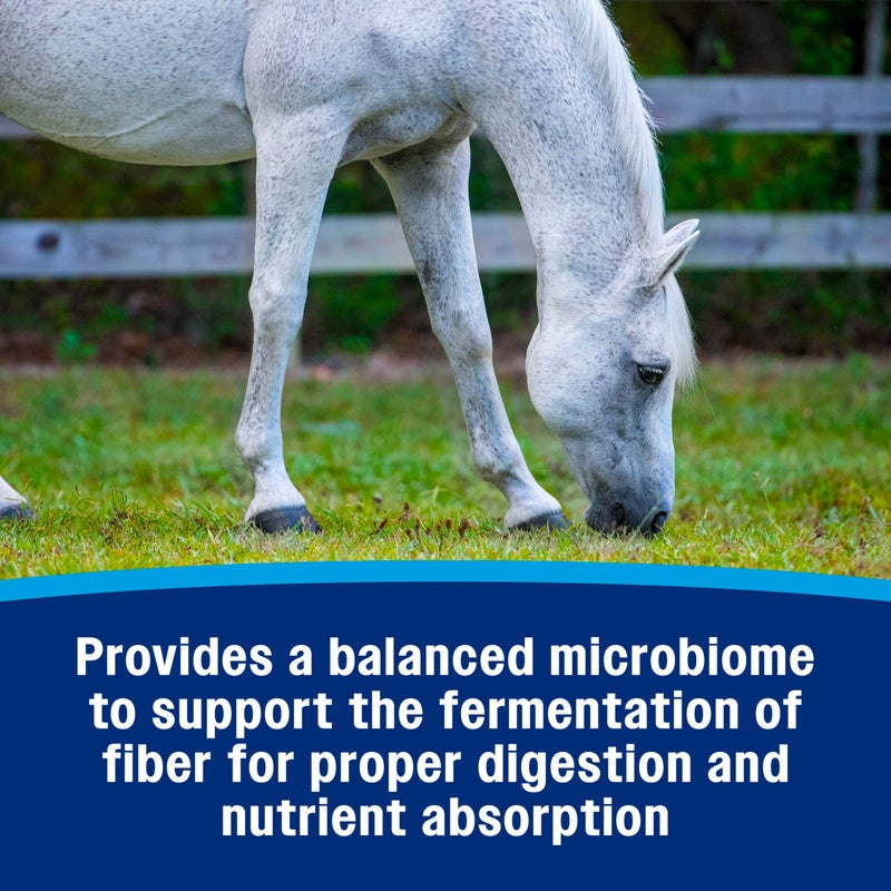 Farnam Hindgut Stabilizer Pellets, Daily Digestive & Immune Supplement for Horses Helps Maintain a Balanced Microbiome for Optimal Digestion - Image 4