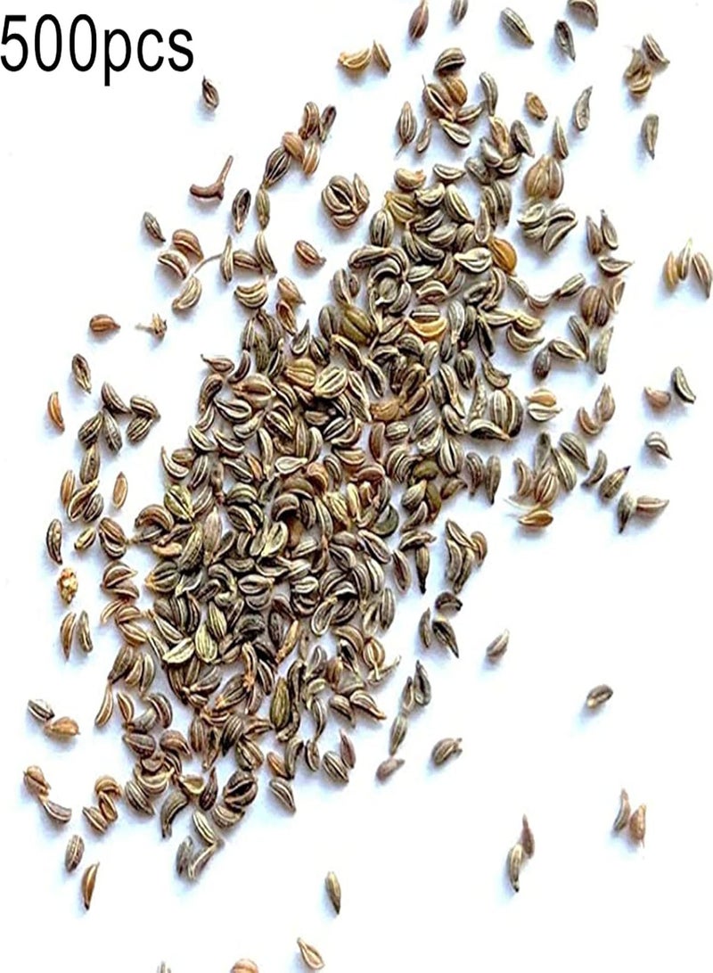 جي جوت بذور للزراعة، 500 قطعة من بذور البقدونس غير المعدلة وراثيًا، خضراوات مغذية، حديقة منزلية، فناء مزرعة، بذور البقدونس - Image 2