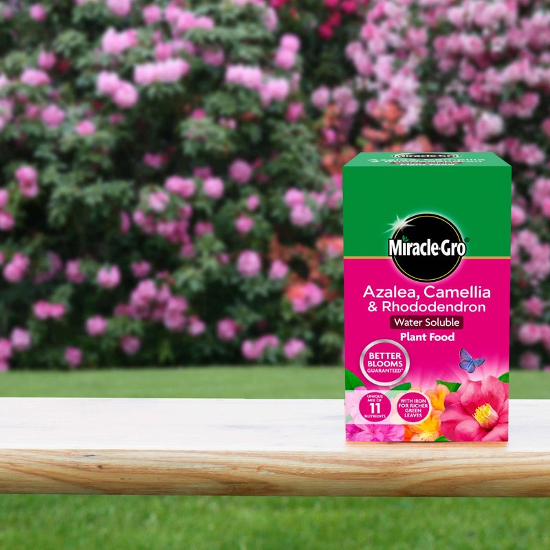 Miracle-Gro 16803 Azalea, Camellia & Rhododendron Soluble Plant Food 1 kg - Image 3