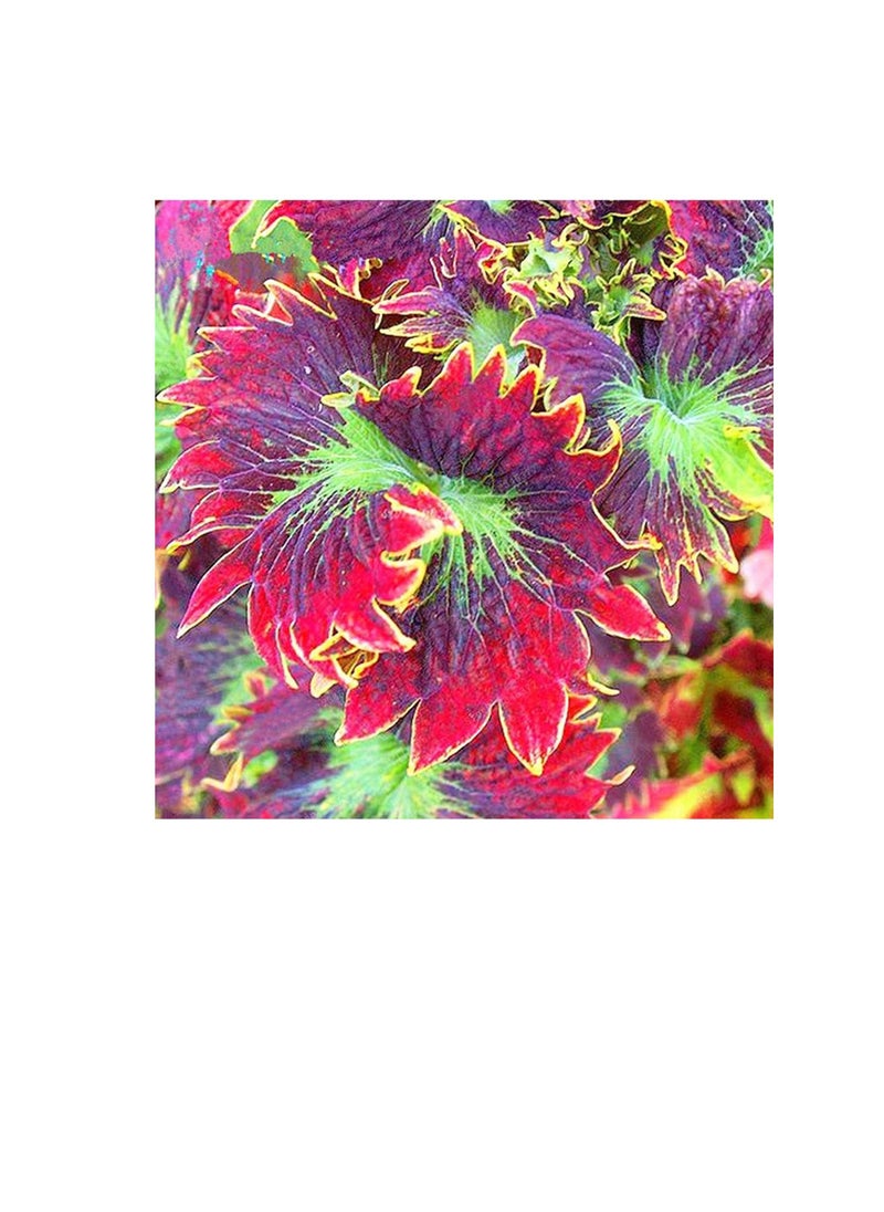 Generic Plant Seeds Flower Seeds100Pcs/Bag Coleus Seeds Easy to Survive Beautifying Colorful Perennial Garden Bonsai Seeds for Home Yard Bonsai Seeds for Outdoor  - Image 2