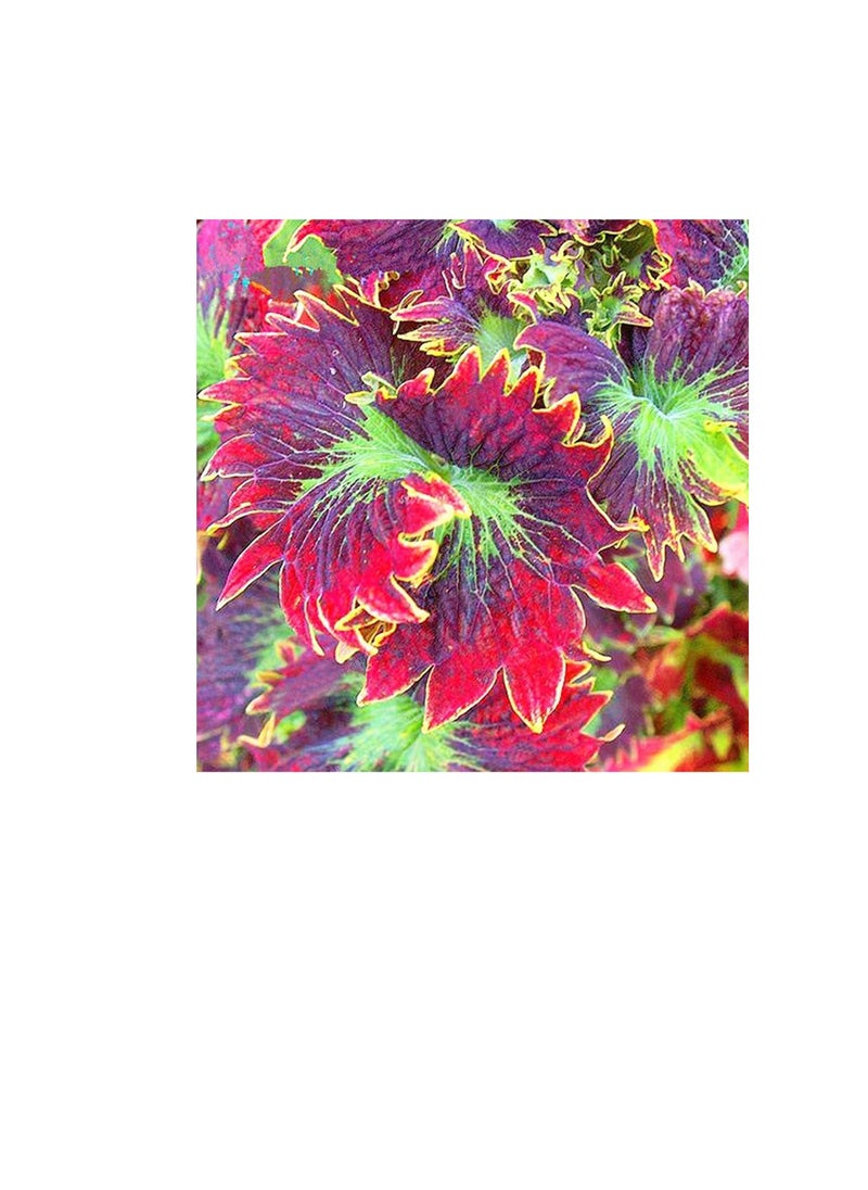 Generic Plant Seeds Flower Seeds100Pcs/Bag Coleus Seeds Easy to Survive Beautifying Colorful Perennial Garden Bonsai Seeds for Home Yard Bonsai Seeds for Outdoor  - Image 1