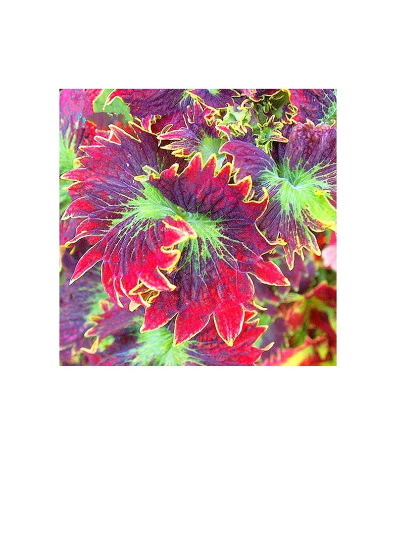 Generic Plant Seeds Flower Seeds100Pcs/Bag Coleus Seeds Easy to Survive Beautifying Colorful Perennial Garden Bonsai Seeds for Home Yard Bonsai Seeds for Outdoor  - Image 3