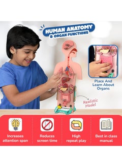 Smartivity Human Body Toy for Kids 6-12 Years | Body Organs & Functions | Best Birthday Gift for Boys & Girls | DIY STEM Educational Science Project Model for Kids 6,7,8,9,10,11,12 Years Old - pzsku/ZDB849EF95CBDB1D330FBZ/45/_/1731759217/c729bc87-9d5a-48ce-9229-390f17aeee27