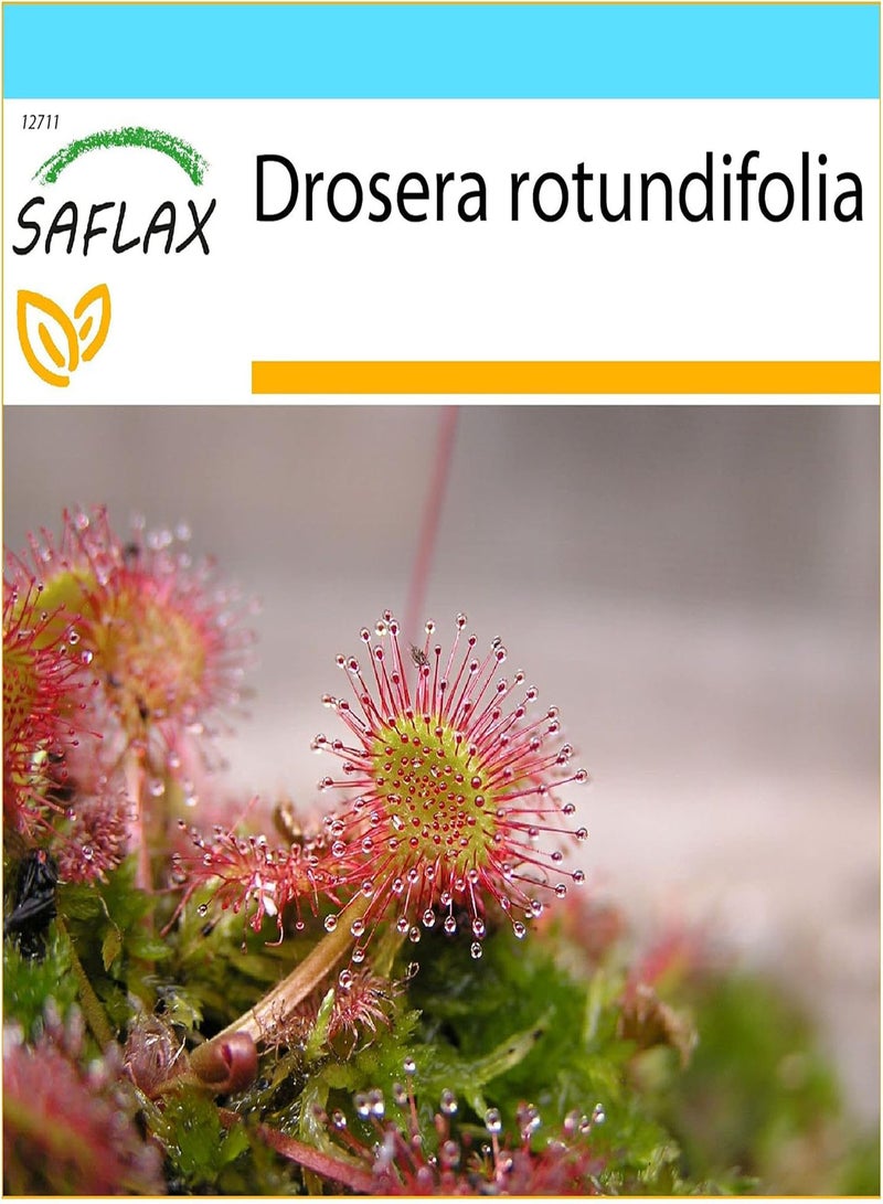 GGOOT Gift Set - Round Leaved Sundew - 50 Seeds - Drosera rotundifolia - Image 1