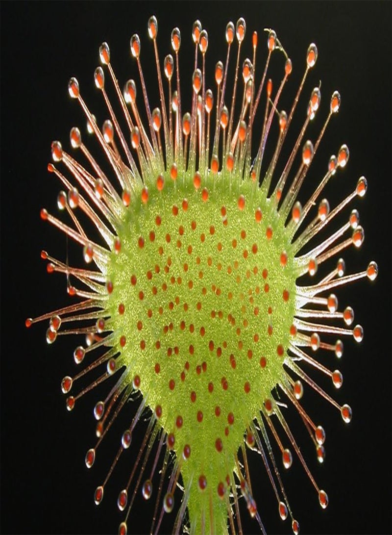 GGOOT Gift Set - Round Leaved Sundew - 50 Seeds - Drosera rotundifolia - Image 5