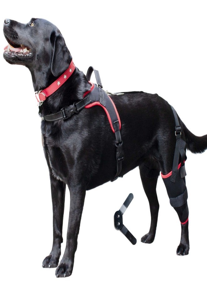 PetAngell دعامة ركبة للكلاب من بيت أنجيل مع حزام - دعم ممتاز لتمزق الرباط الصليبي الأمامي، وإصابات الساق الخلفية، وخلع الرضفة، والتهاب المفاصل، والعناية بالرباط الصليبي، دعامة ساق خلفية للكلاب - يسار متوسط - Image 1