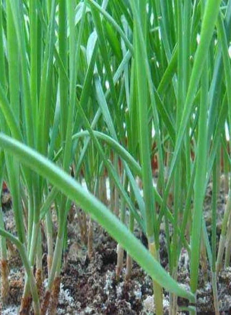 GGOOT 100Pcs Chive Leek Seeds Gardeners Favorite Vegetables Fresh Non-GMO Chive Leek Suitable for Planting in The Home Garden - Image 3