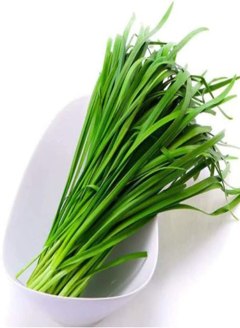 GGOOT 100Pcs Chive Leek Seeds Gardeners Favorite Vegetables Fresh Non-GMO Chive Leek Suitable for Planting in The Home Garden - Image 2