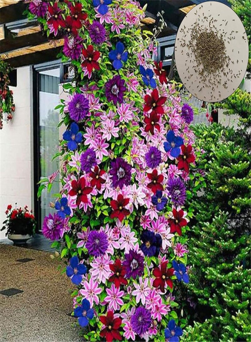 جي جوت 100 قطعة/حقيبة من بذور الكليماتيس الصحية سهلة الزراعة، نباتات زينة منزلية، بذور منزلية للبيوت الزجاجية - Image 4