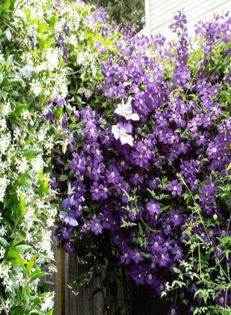 جي جوت 100 قطعة/حقيبة من بذور الكليماتيس الصحية سهلة الزراعة، نباتات زينة منزلية، بذور منزلية للبيوت الزجاجية - Image 2