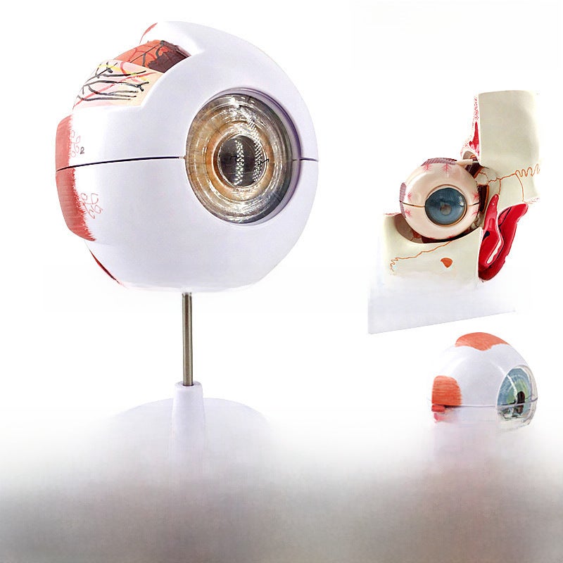6x Enlarged Human Eyeball Model Anatomical Eye Structure for Educational Display 