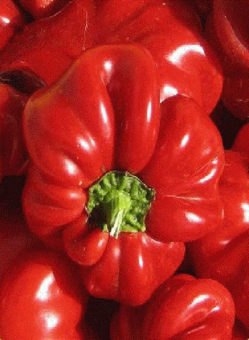 30 Pimento Sweetheart Pepper Seeds, Heart Shaped Heirloom Pepper Seeds, Sweet and Juicy Pepper,Capsicum Annuum