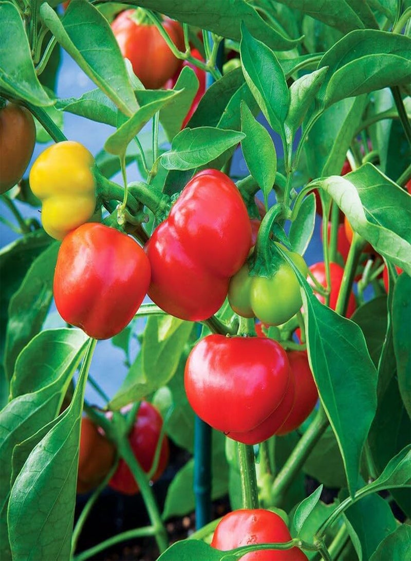 30 Pimento Sweetheart Pepper Seeds, Heart Shaped Heirloom Pepper Seeds, Sweet and Juicy Pepper,Capsicum Annuum