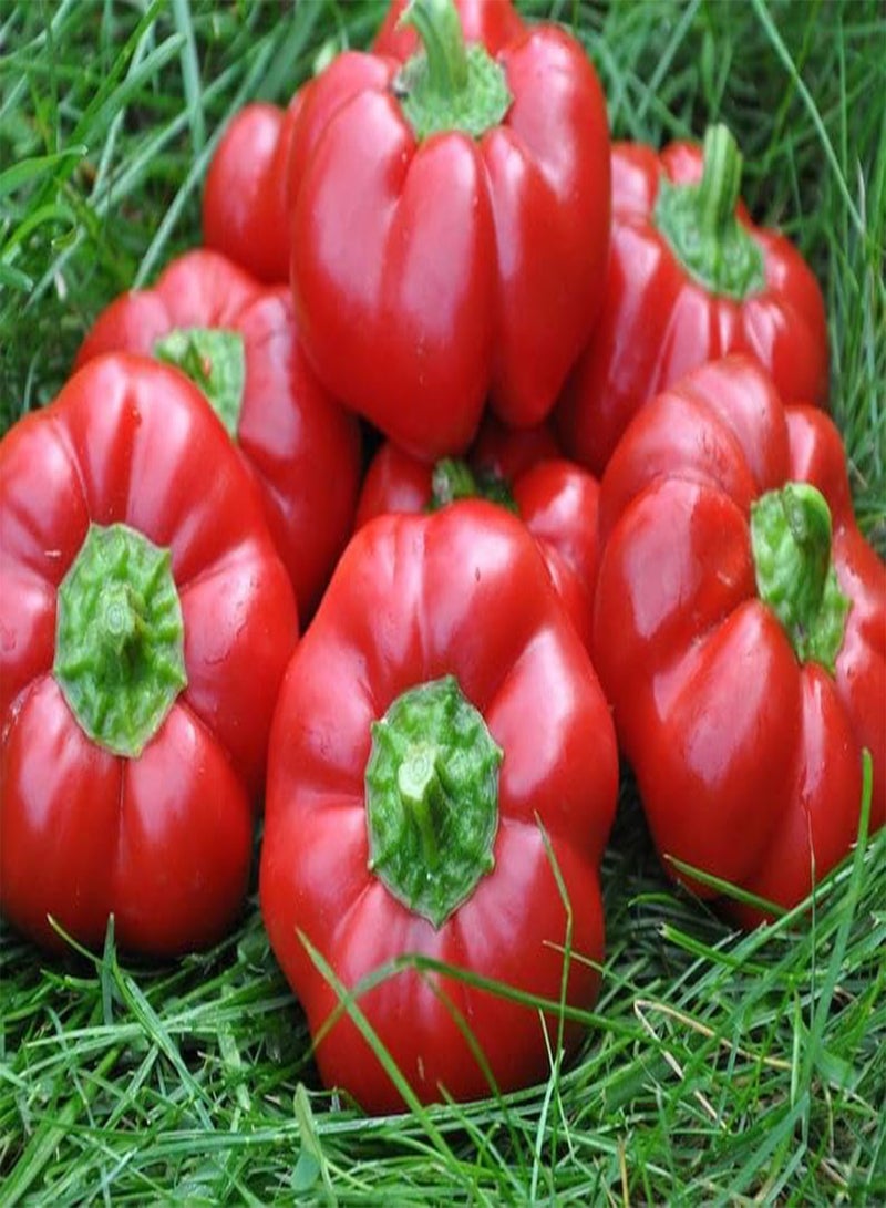 30 Pimento Sweetheart Pepper Seeds, Heart Shaped Heirloom Pepper Seeds, Sweet and Juicy Pepper,Capsicum Annuum