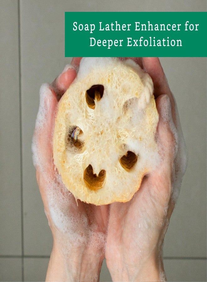 LooLife Natural Loofah Exfoliating Sponge (4 Pack) - Loofa Exfoliating Body Scrubber - Biodegradable Organic Loofah Sponge - Shower Luffa Sponges - Shower Lufa - Estropajos para el Cuerpo - Image 4