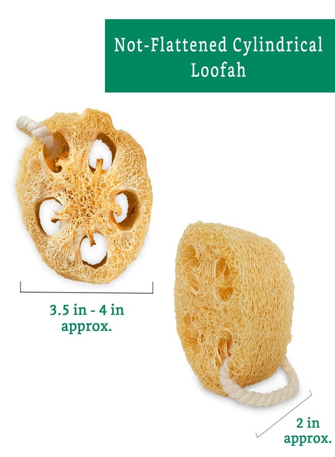 LooLife Natural Loofah Exfoliating Sponge (4 Pack) - Loofa Exfoliating Body Scrubber - Biodegradable Organic Loofah Sponge - Shower Luffa Sponges - Shower Lufa - Estropajos para el Cuerpo - Image 2