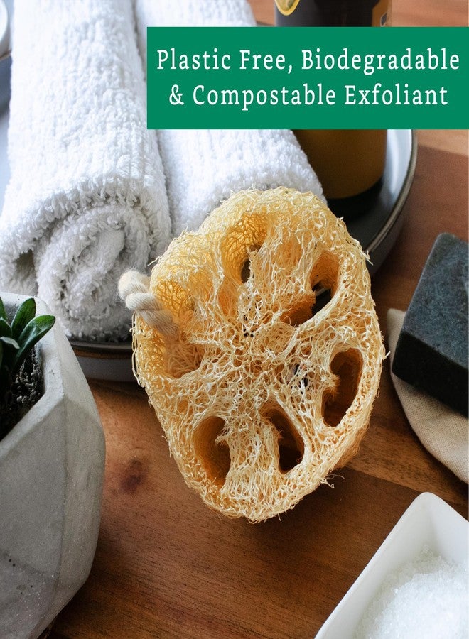 LooLife Natural Loofah Exfoliating Sponge (4 Pack) - Loofa Exfoliating Body Scrubber - Biodegradable Organic Loofah Sponge - Shower Luffa Sponges - Shower Lufa - Estropajos para el Cuerpo - Image 5