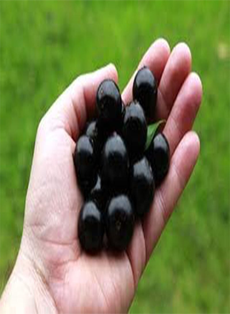 Fresh 100pcs Edible Jabuticaba Fruit Seeds for Planting Black