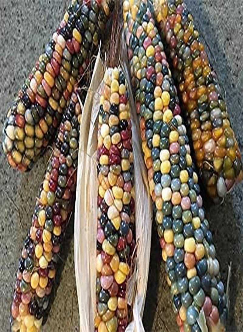 GGOOT Glass Gem Corn Seeds for Planting - 100 Pcs Seeds - Vibrant Translucent Kernels -  - Image 1