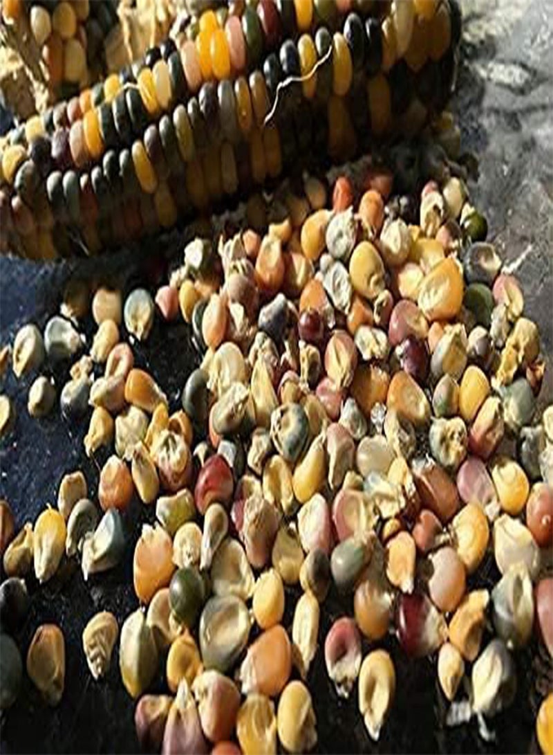 GGOOT Glass Gem Corn Seeds for Planting - 100 Pcs Seeds - Vibrant Translucent Kernels -  - Image 2