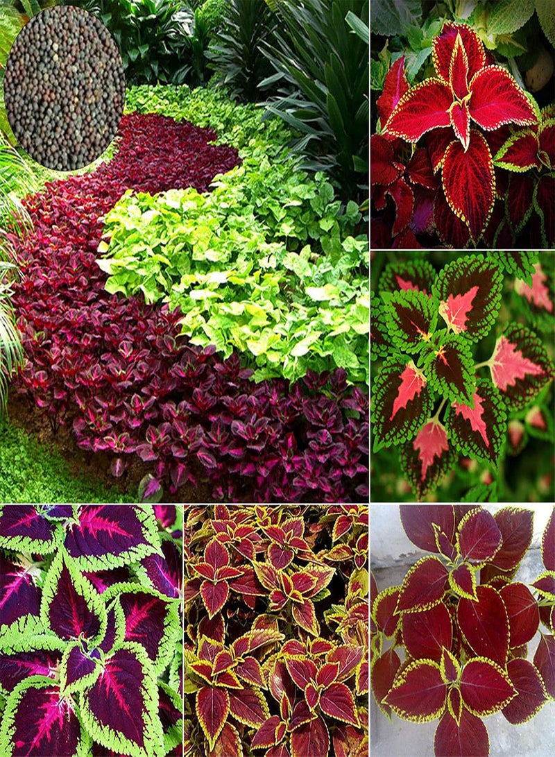 جي جوت كيس واحد من بذور نبات القوليوس، نبات الخطمي ذو الأوراق الصغيرة، بذور حديقة الزهور، بذور نبات القوليوس للحديقة - Image 1