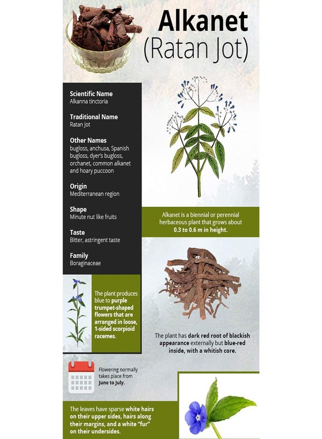 Devinez Ratanjot Carrier Oil, 100ml (Alkanna tinctoria), Rattan Jyoth/Laljadi/Damini Balchad - 100% Pure Natural & Undiluted Therapeutic grade in Anodized Aluminum Bottle - Image 3