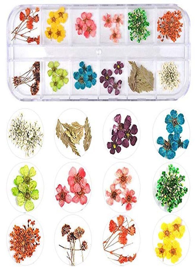 Kissbuty 3 Boxes Dried Flowers For Nail Art, 36 Colors Dry Flowers Mini Real Natural Flowers Nail Art Supplies 3D Applique Nail Decoration Sticker For Tips Manicure Decor (Flowers Gypsophila Daisy)  - Image 3