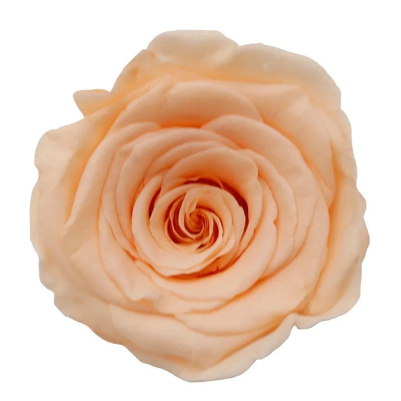 Bluejw High Quality First Grade Handmade Preserved Eternal Rose Bouquet – Budget-Friendly Dried Plants Decorative Flowers for Mother's Day, Long-Lasting Shaped Arrangement - Image 1