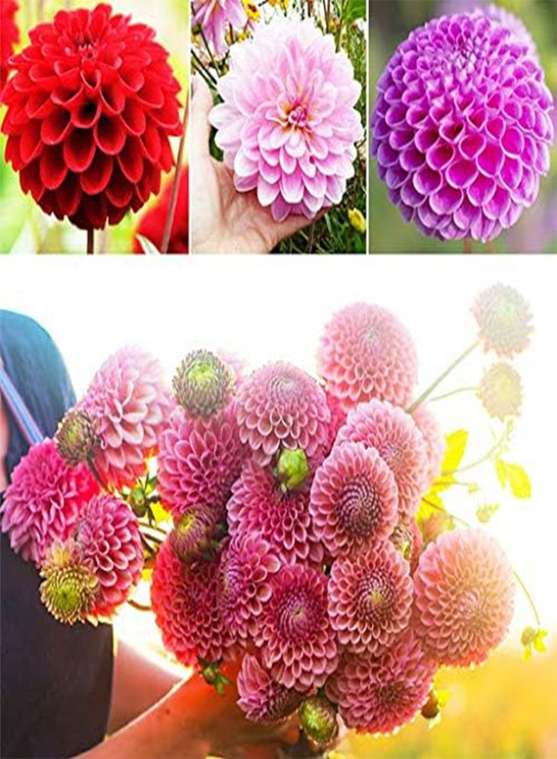 GGOOT seeds Fresh 200 Pcs Dahlia Flower Seeds for Planting Mixed Colour 3