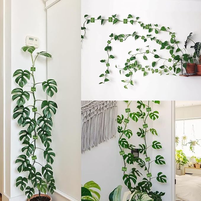TASMAX money plant holder plant support clips plant clips for climbers money plant clips for wall support climber support for plants climbing clips for plants hooks for wall creeper climb clip PACK 50 - Image 3