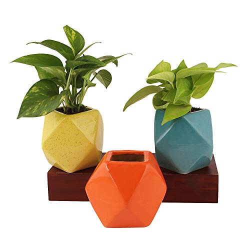 Leafy Tales Set of 2 - Polygon Shape Ceramic Pot, Pot only, | Multicolor, Polygon - 2 (Polygon - 2) - Image 3