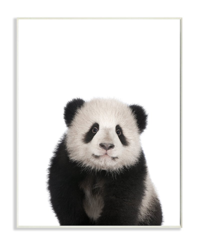 Stupell Industries Stupell Home Dcor Baby Panda Studio Photo Wall Plaque Art 10 x 05 x 15 Proudly Made in USA 