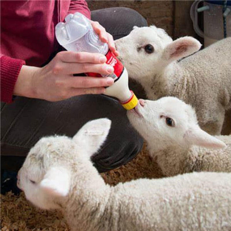 Weilan Small Animal Milk Drink Nipples with Flutter Valves Soft Rubber Cow Calf Milk Drinking Nipple for Goats Lambs Sheep Piglet Screw On Soda Bottle15Pieces - Image 3